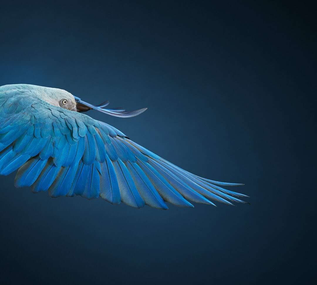 Close-up studio shot of a vibrant blue bird in flight. The avian subject fills the frame against a dark blue background.
