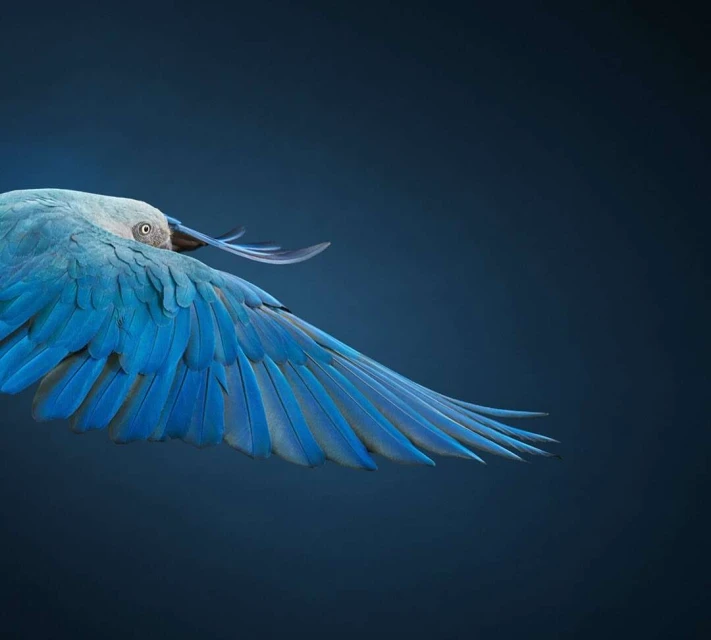 Close-up studio shot of a vibrant blue bird in flight. The avian subject fills the frame against a dark blue background.