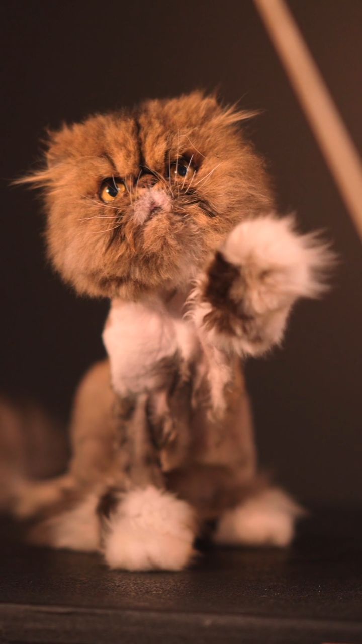 A brown and white cat with fluffy fur sits indoors with one paw up in the air, set against a dark background, providing an eye-catching portrait.