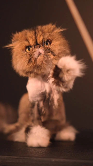 A brown and white cat with fluffy fur sits indoors with one paw up in the air, set against a dark background, providing an eye-catching portrait.