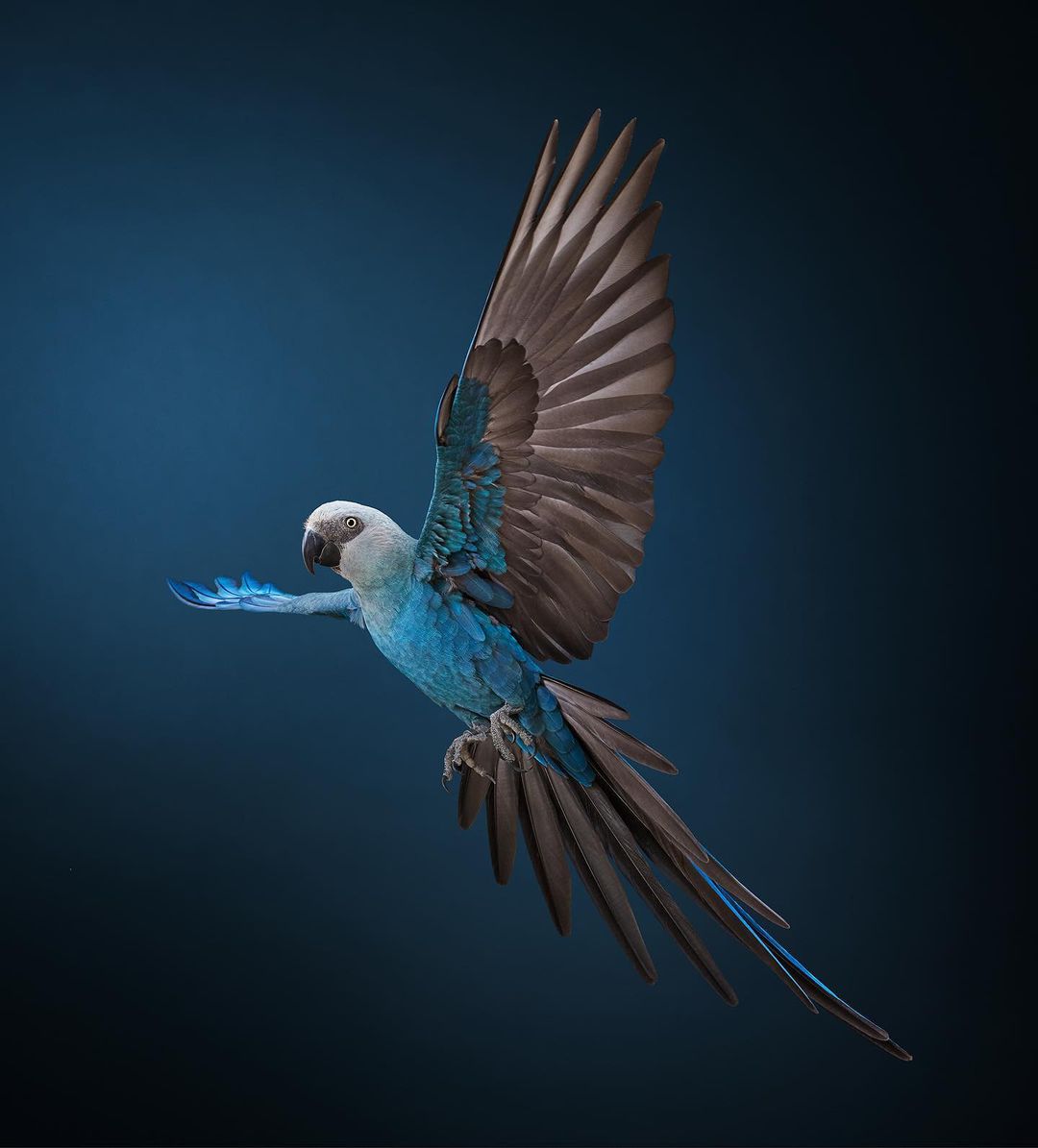 A stunning photograph captures a colorful Blue-throated macaw in mid-flight, its wings spread wide against a gradient dark blue background.