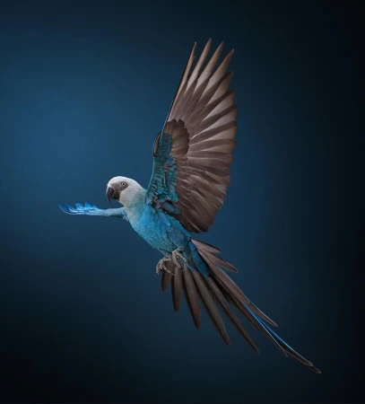 A stunning photograph captures a colorful Blue-throated macaw in mid-flight, its wings spread wide against a gradient dark blue background.