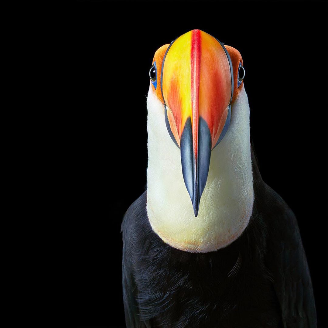 Eye-level close-up of a colorful toucan facing the camera, featuring its large orange, yellow, and blue beak against a black background.