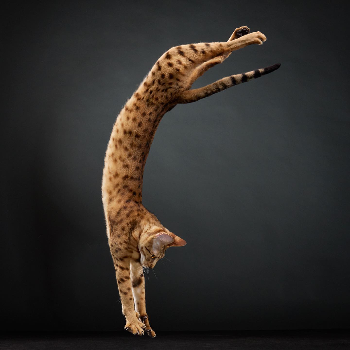Spotted tabby cat leaps acrobatically against a dark gray backdrop in a studio setting, showcasing its dynamic motion and agility.