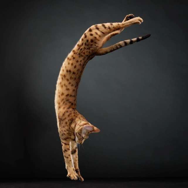 Spotted tabby cat leaps acrobatically against a dark gray backdrop in a studio setting, showcasing its dynamic motion and agility.