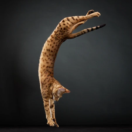 Spotted tabby cat leaps acrobatically against a dark gray backdrop in a studio setting, showcasing its dynamic motion and agility.