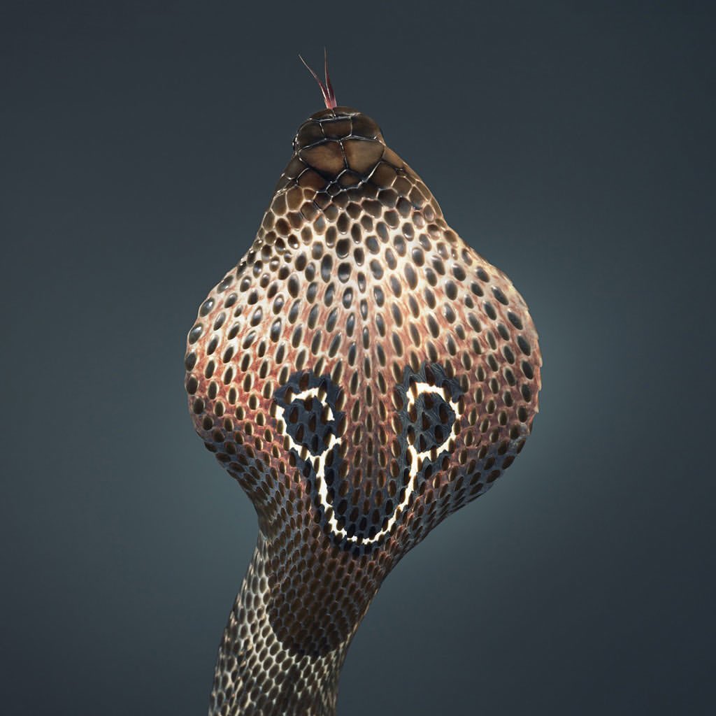 Detailed studio shot of a King Cobra with its hood flared, displaying intricate scale patterns and coloration against a gradient background.
