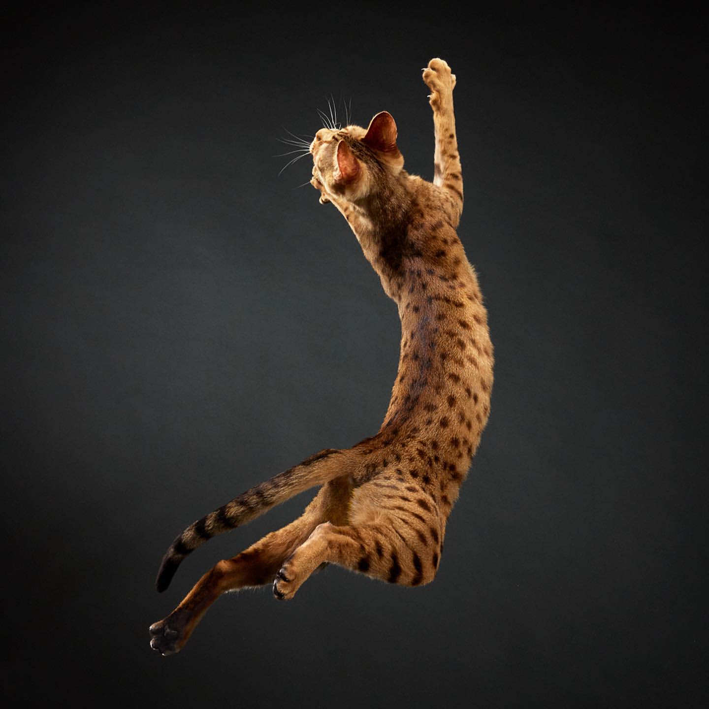 Spotted ginger cat mid-jump in a gray studio. The cat is captured mid-air with one paw raised and its body arched.