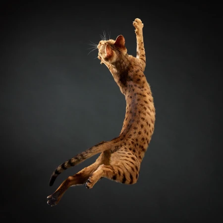 Spotted ginger cat mid-jump in a gray studio. The cat is captured mid-air with one paw raised and its body arched.