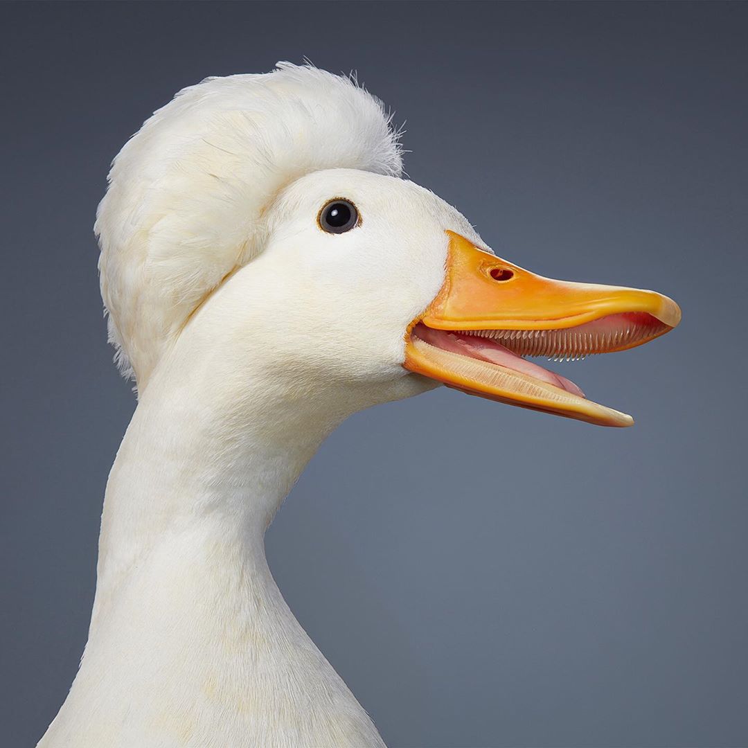Close-up portrait of a white crested duck with an orange bill set against a grey background in a studio setting. Avian wildlife.