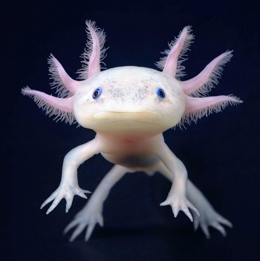 Close-up of a pale pink Axolotl salamander with external gills, tiny blue eyes, and small claws, swimming in dark blue water.