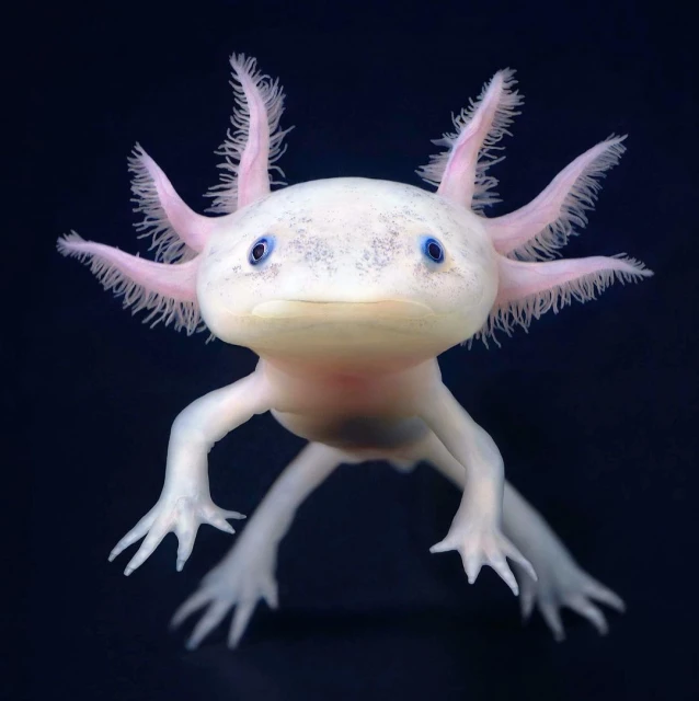 Close-up of a pale pink Axolotl salamander with external gills, tiny blue eyes, and small claws, swimming in dark blue water.