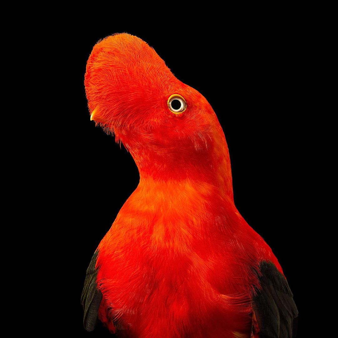 Close-up studio shot of a bright red and black cock-of-the-rock bird with a distinctive crest, set against a solid black background.