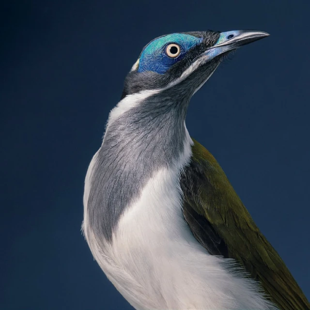 Close-up studio shot of a blue-faced honeyeater bird facing upward, featuring its blue and white plumage with a solid dark blue background.