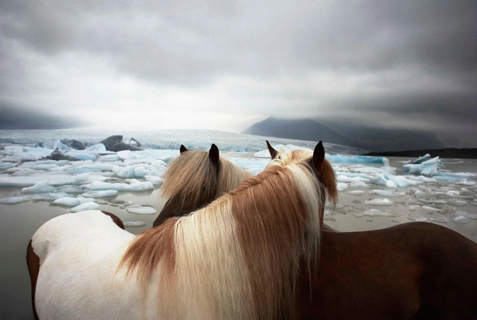 Two horses with blonde manes stand in icy water, with a glacier and overcast sky in the background. Equestrian scene.