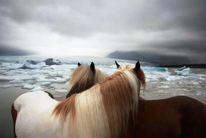 Two horses with blonde manes stand in icy water, with a glacier and overcast sky in the background. Equestrian scene.