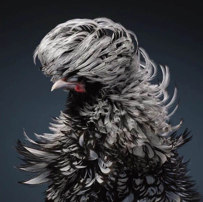 Close-up studio portrait of a Polish chicken with voluminous black and white feathered crest against a dark grey background.