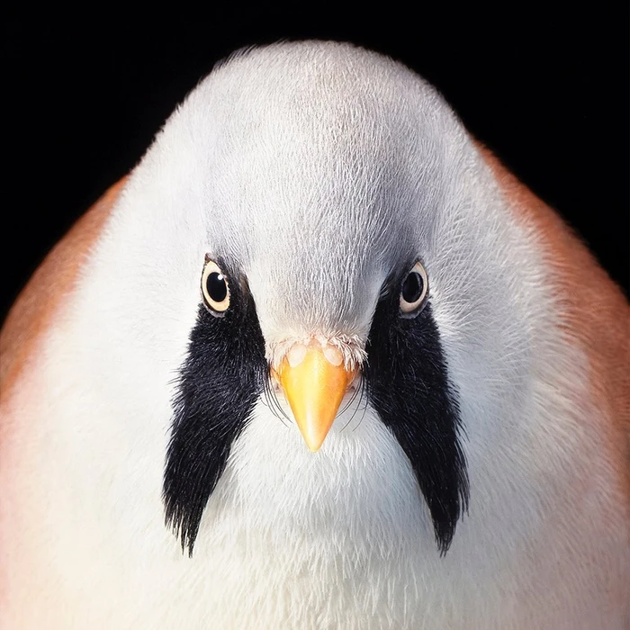 Close-up portrait of a bearded reedling bird against a black background showing fine grey feathers and distinctive black facial markings.
