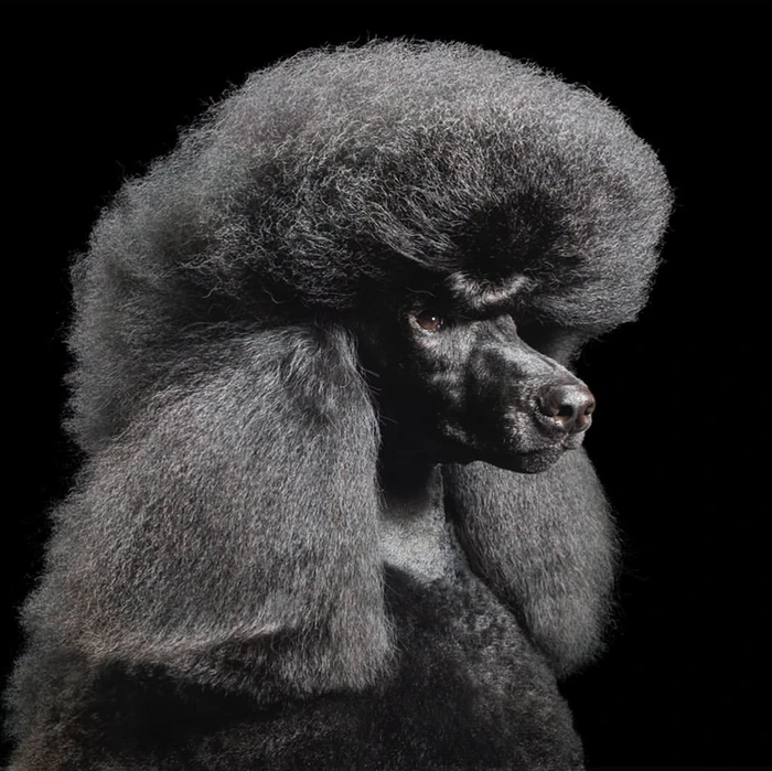 Close-up portrait of a black poodle with an elaborate fluffy haircut against a solid black background.