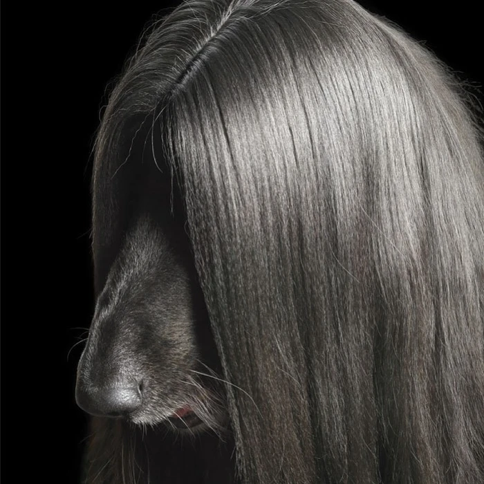 Close-up portrait of an Afghan Hound with long glossy grey hair covering its head against a black background by Tim Flach