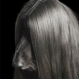 Close-up portrait of an Afghan Hound with long glossy grey hair covering its head against a black background by Tim Flach