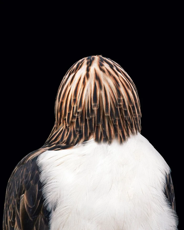 Rear view of a bird of prey head and shoulders with brown-streaked crown feathers and a white collar against a black background