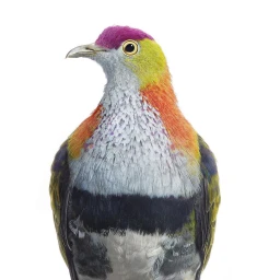 Close-up portrait of a colorful fruit dove with vibrant magenta head, yellow neck, orange breast, and grey plumage against white.