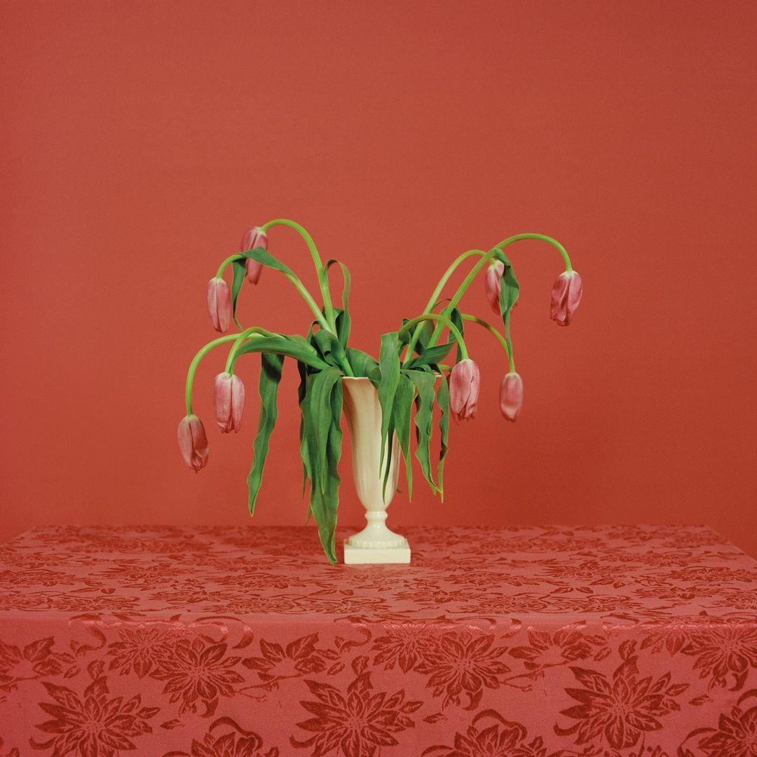 Still life of wilting pink tulips in a white vase on a patterned red tablecloth against a solid red backdrop.