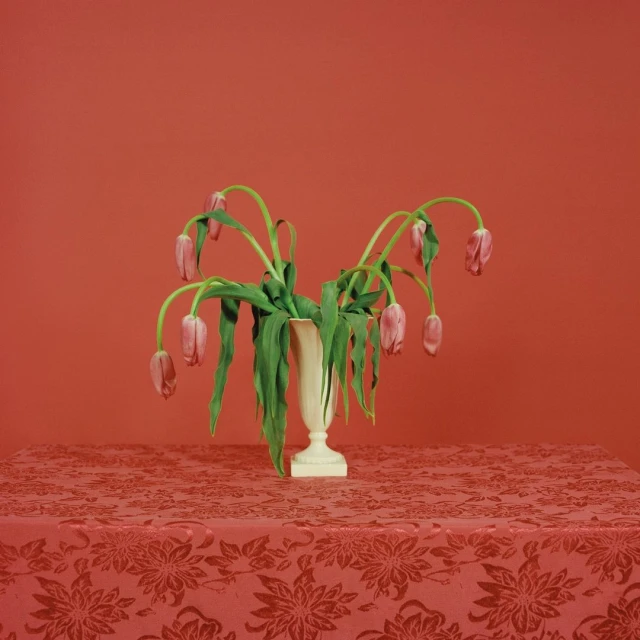 Still life of wilting pink tulips in a white vase on a patterned red tablecloth against a solid red backdrop.