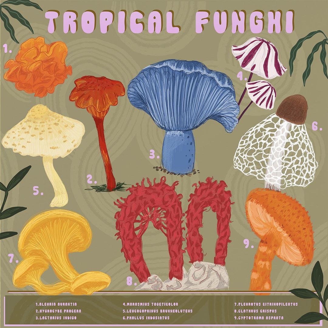 Illustration of nine colorful tropical fungi varieties with visible species names against a patterned green background with plant graphics.