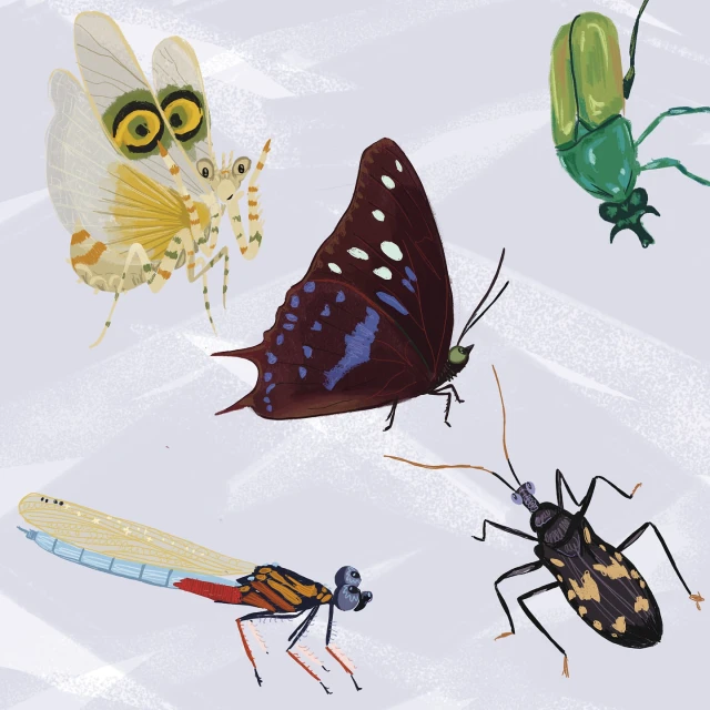 Illustration of five colourful insects including a butterfly, praying mantis, dragonfly, and beetles on a light gray background.