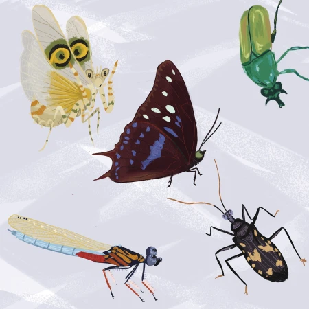 Illustration of five colourful insects including a butterfly, praying mantis, dragonfly, and beetles on a light gray background.