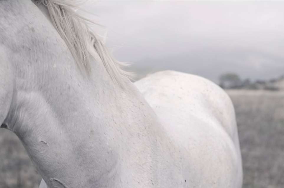 Close-up of a white horse with a white mane standing in a field. The horse is in the foreground with a blurred background.