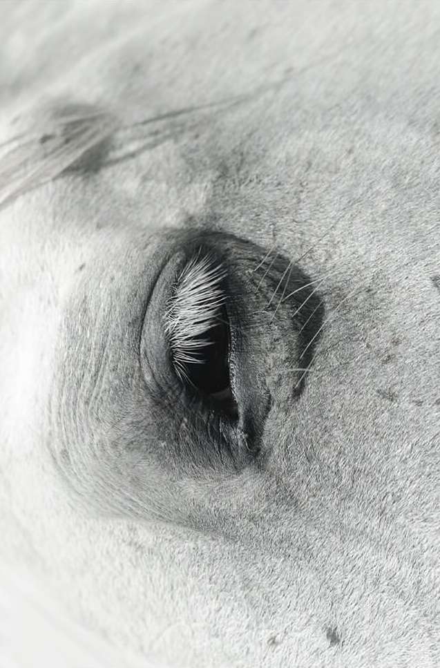 Monochrome close-up of a horse's eye and part of its face showing the texture of the skin and details of the eyelashes.