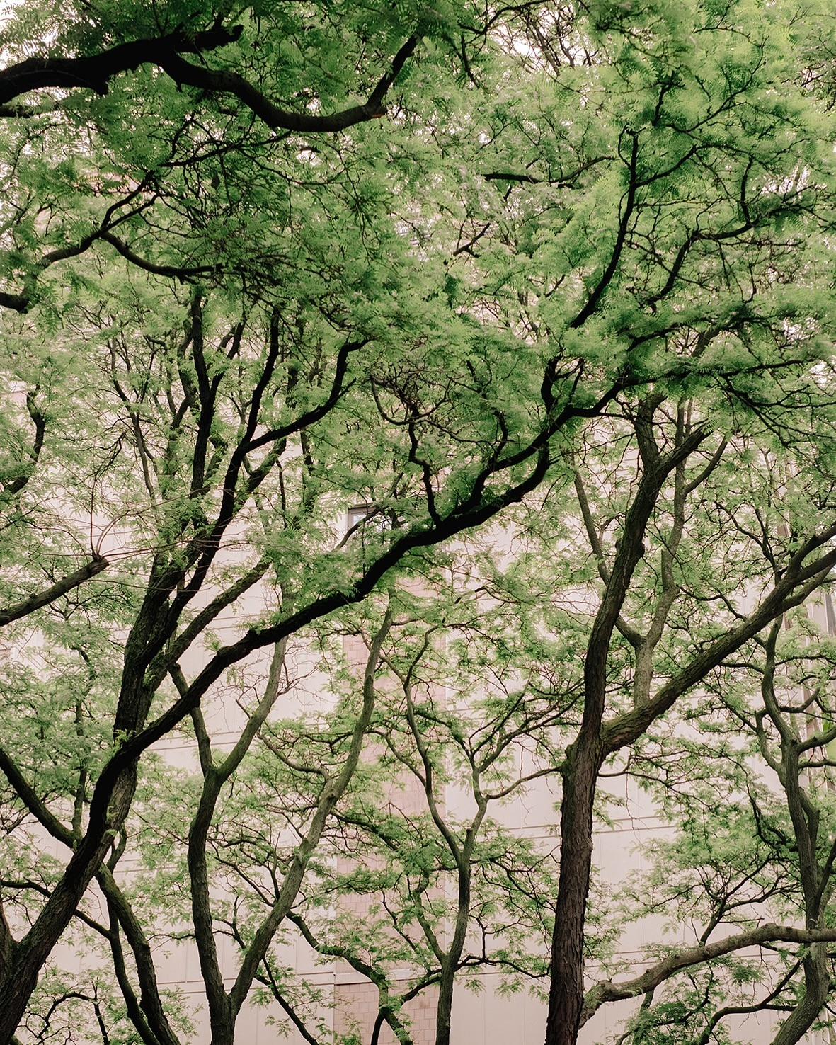 Tree canopy with dense green leaves and branches against a light neutral wall. Natural sunlight, abstract botanical nature photograph.