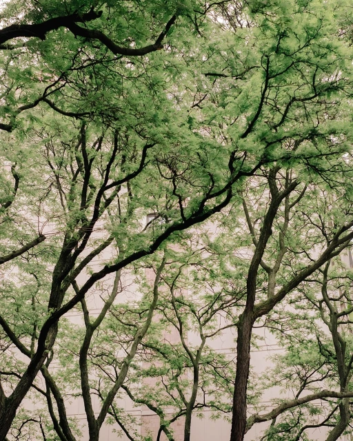 Tree canopy with dense green leaves and branches against a light neutral wall. Natural sunlight, abstract botanical nature photograph.