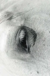 Extreme close-up macro photograph of a white horse eye with long pale eyelashes and textured skin by Tiziano Demuro.