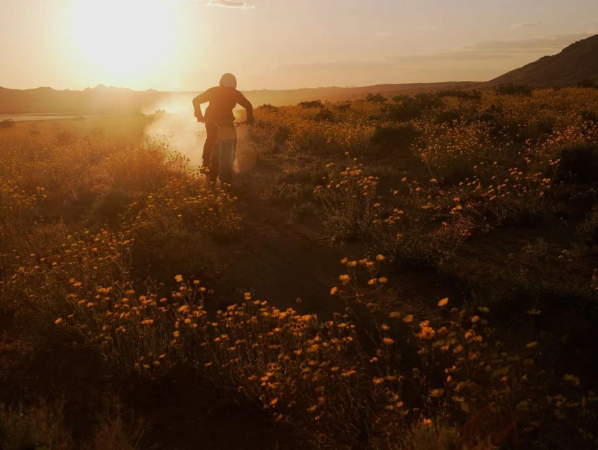 A motorcyclist rides through a field of wildflowers in the desert at sunset, creating a cloud of dust behind the bike.