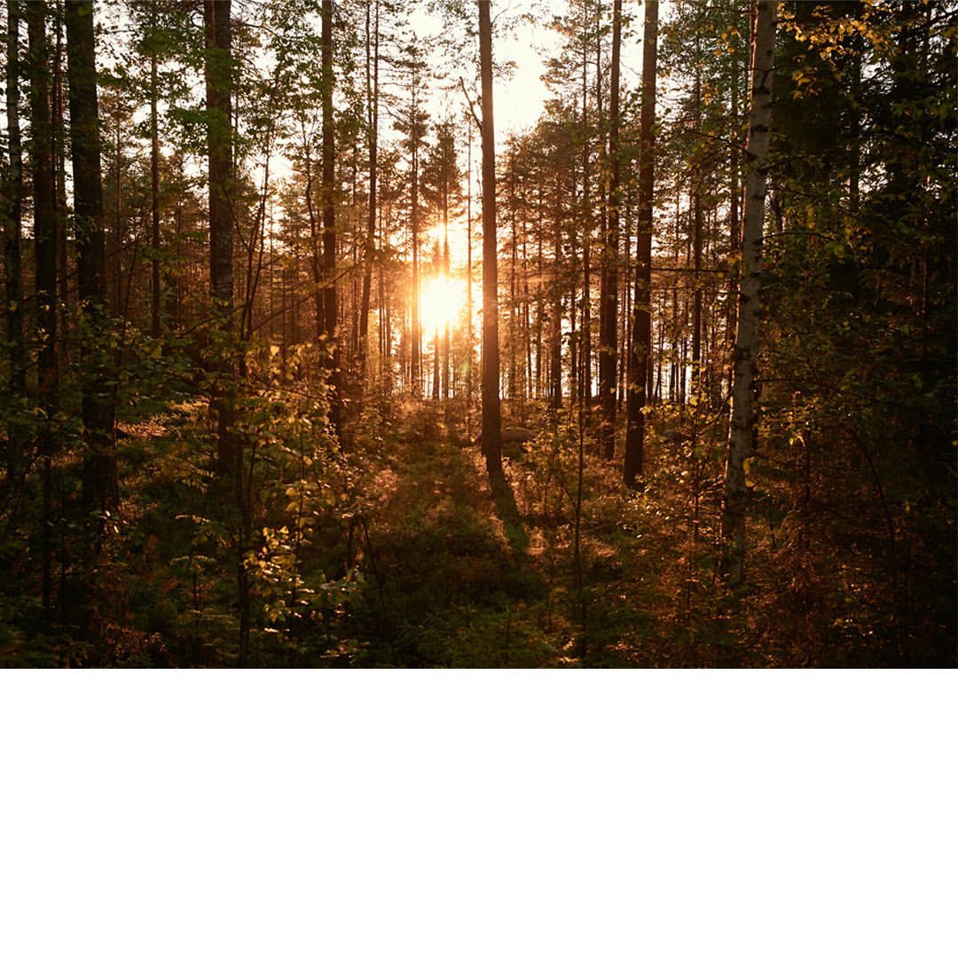 Sun shining through tall trees in a dense forest. Golden light filters through, illuminating the forest floor with a warm glow.