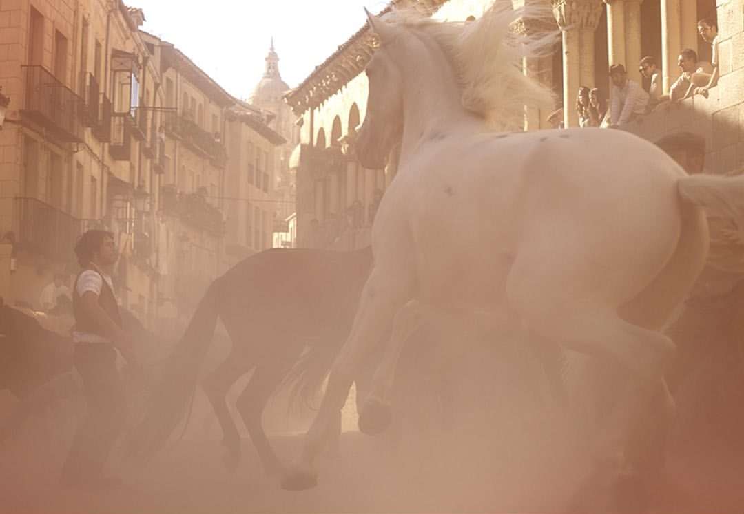 White horses run through a city street in a dramatic scene, onlookers observe from stone balconies, captured in diffused sunlight.