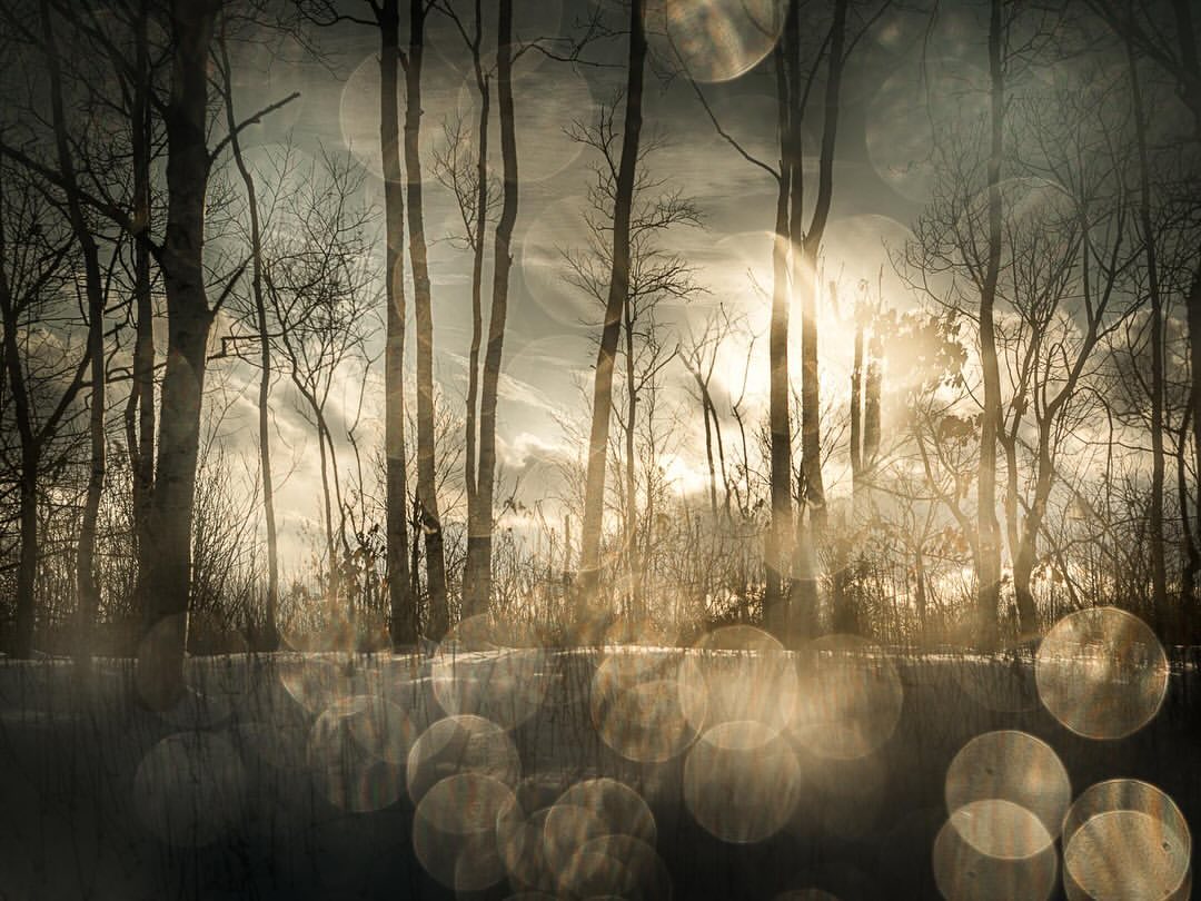 Bare trees in a winter forest bathed in sunlight, creating a bright, ethereal scene with bokeh effects in the foreground.