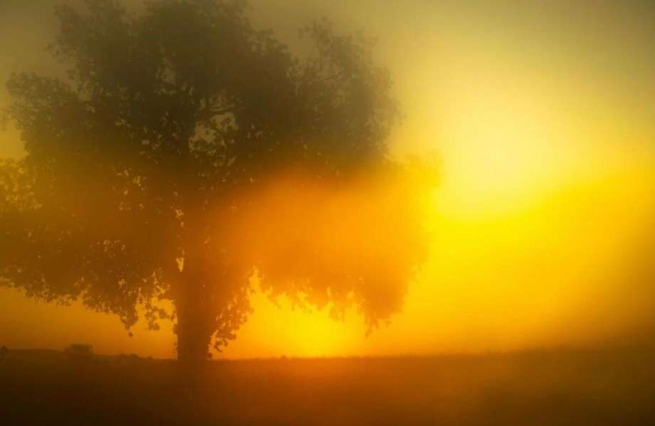 Misty landscape with a silhouetted tree, illuminated by a vibrant yellow and orange sky, creating a tranquil natural scene.