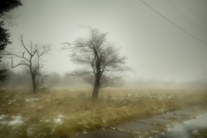 Foggy field scene with bare trees and dried grass creating a desolate and tranquil landscape in muted tones and soft focus.