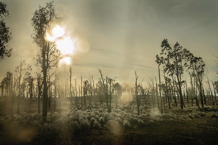 Ethereal morning light filters through a forest of bare trees and low grasses, creating a tranquil scene of nature and subtle beauty.