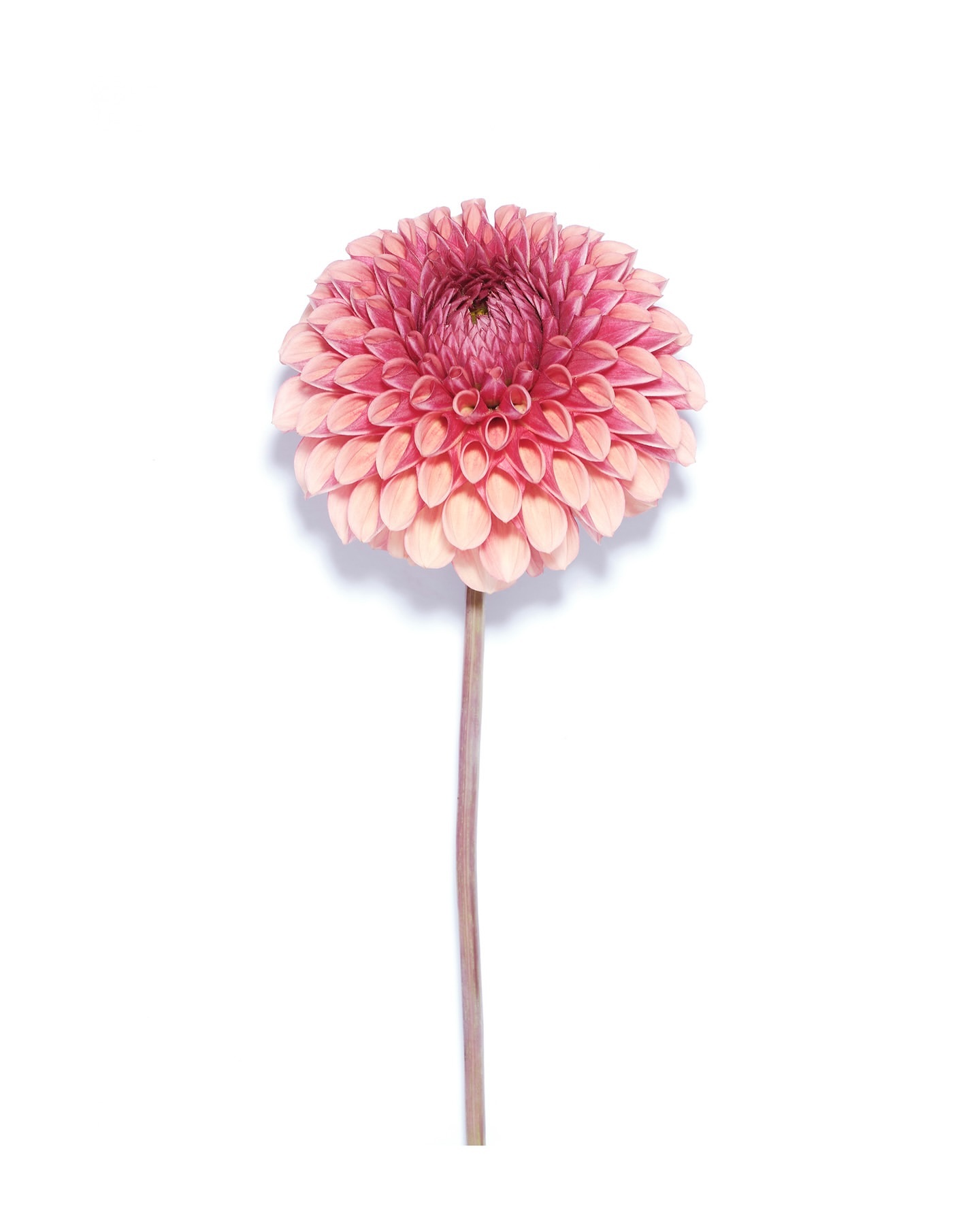 Close-up studio shot of a pink dahlia on a white background. Floral botanical image of a single bloom with a stem, petals.