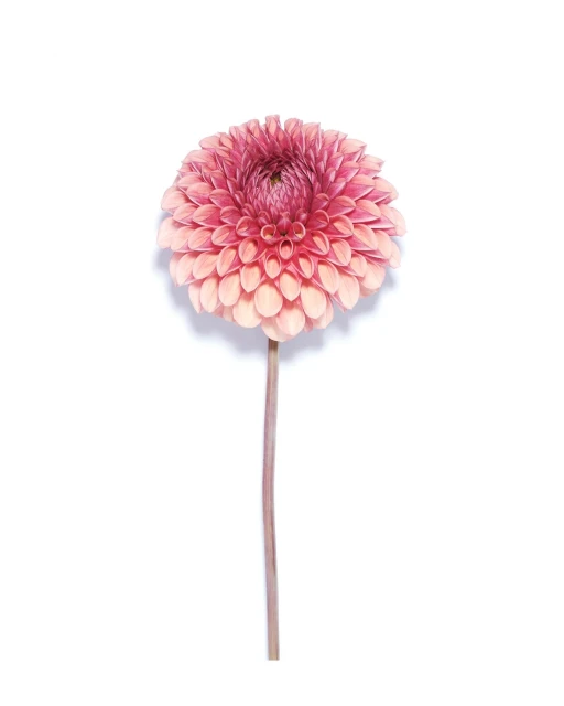 Close-up studio shot of a pink dahlia on a white background. Floral botanical image of a single bloom with a stem, petals.