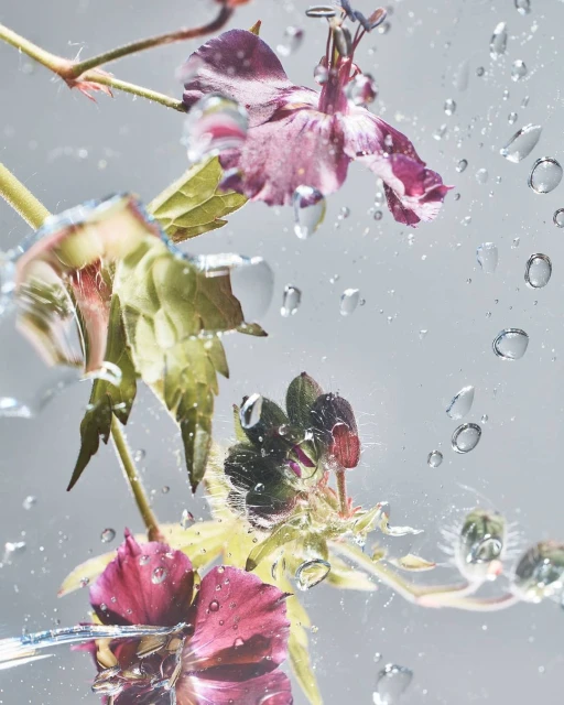 Botanical close-up: delicate maroon and purple wildflowers with water droplets on an abstract grey background, nature photography.