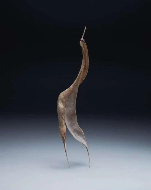 Studio shot of a dried seed pod with a twisted shape, against a dark background with soft studio lighting and a neutral color palette.