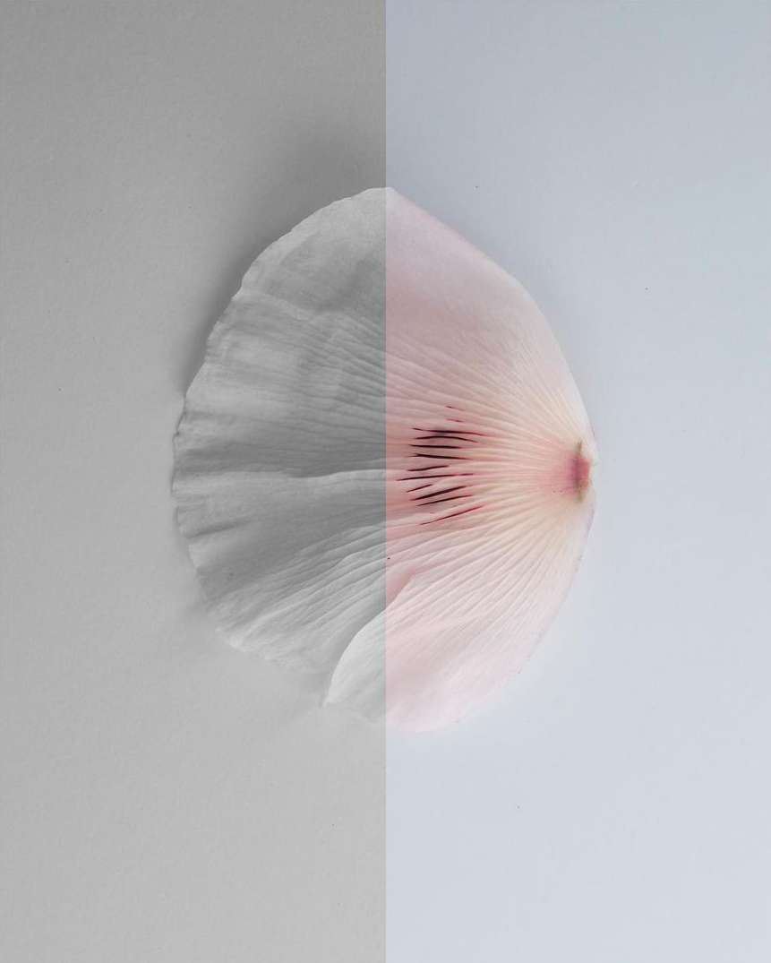 Macro studio shot of a petal split in half with half in grayscale and the other in pink, on a gray and light blue background.
