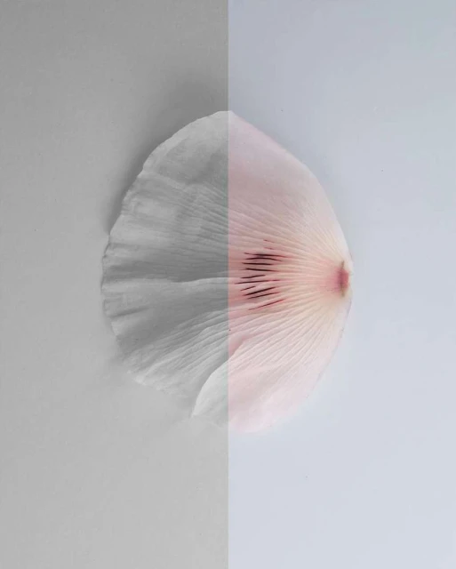 Macro studio shot of a petal split in half with half in grayscale and the other in pink, on a gray and light blue background.